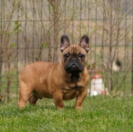 Buldog francez redfawn ( orange frenchie )