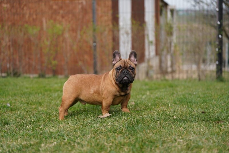Buldog francez redfawn ( orange frenchie )