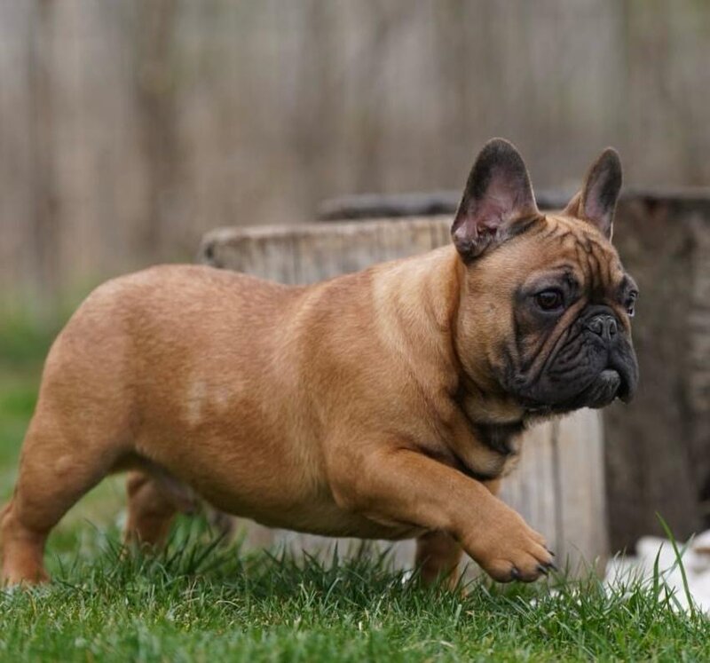 Buldog francez redfawn ( orange frenchie )