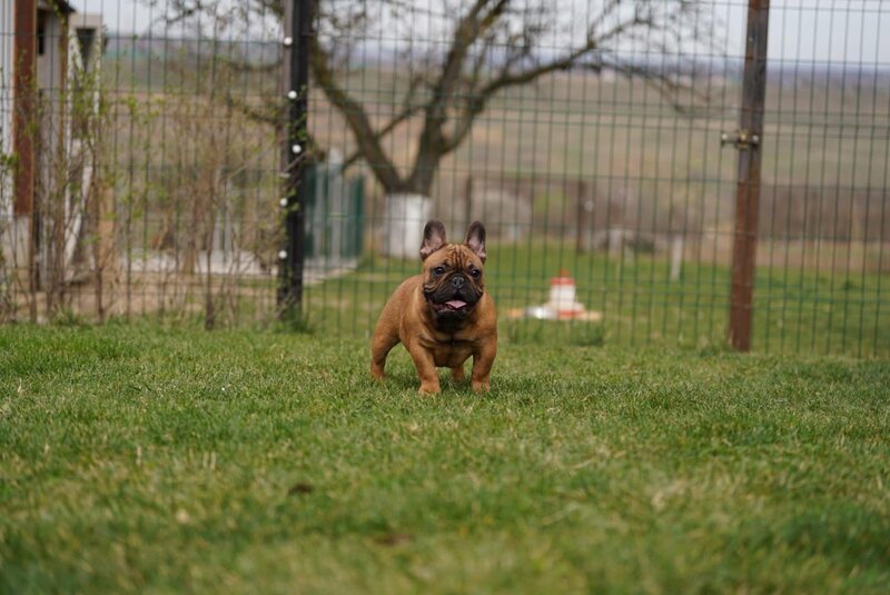 Buldog francez redfawn ( orange frenchie )