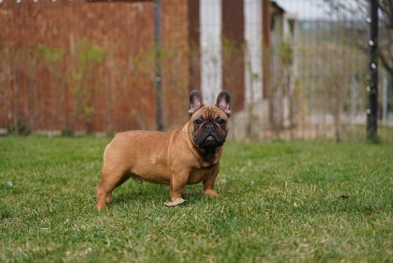 Buldog francez redfawn ( orange frenchie )